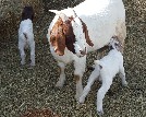 Kid pics, goats 2017 - 