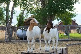 Goats at Everson Ranch - Robin Rosenberg