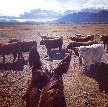 Scottish Highland Cattle - 