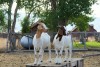 Goats at Everson Ranch