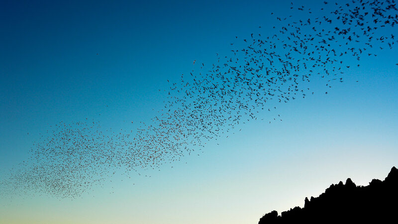 img-_Bat_Outflight_-(-)