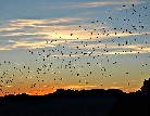 thumb_img-_Bat_Outflight_at_Summer_-(050-)_jpg_29d66152351be254cf40cf893831cbbb