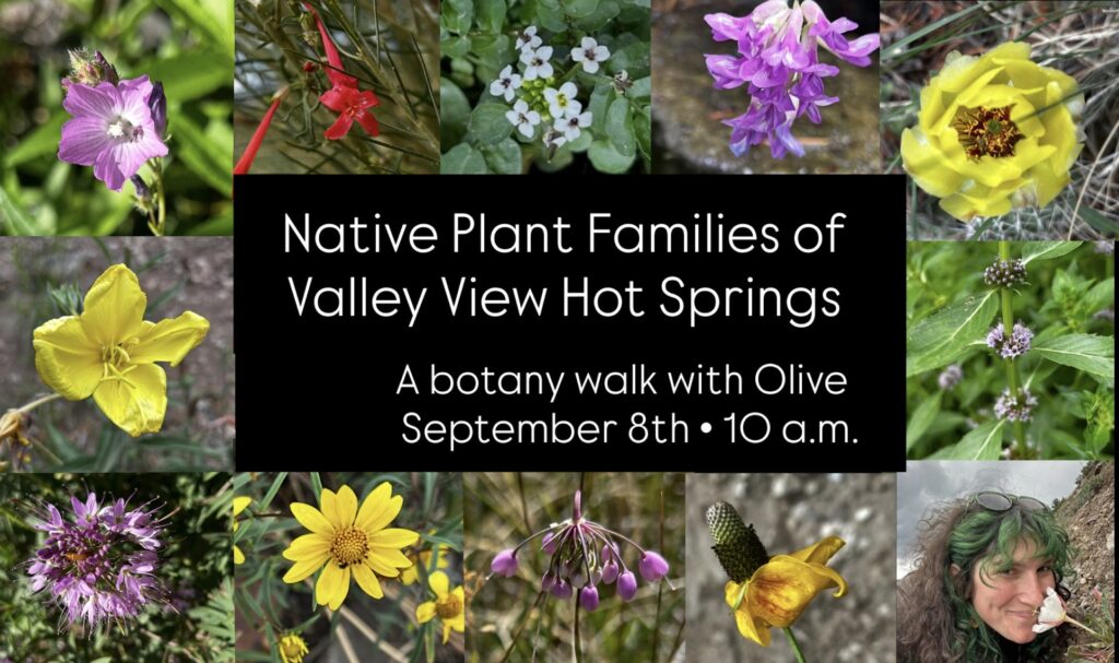 Native plant walk 9.8